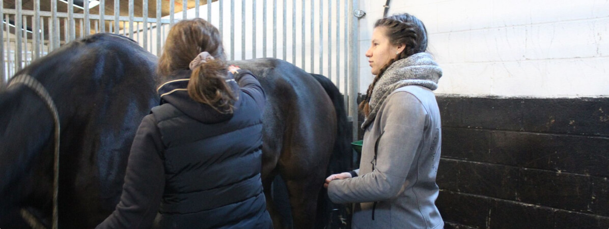 Partage un moment privilégié avec ton cheval grâce à l'atelier massage équin organisé par Estelle Devilers en Belgique